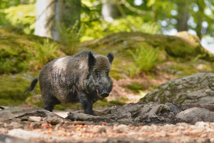 Sicherheit im Freien: Wie du dich vor Wildtieren und anderen Gefahren schützt